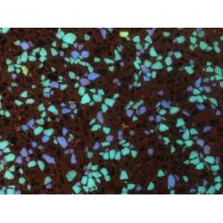 gravier phosphorescent de 1 à 25 Kgs